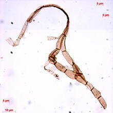 Microfossil extracted from shale by acid maceration and viewed under white light.