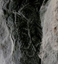 Microbial structures on the bedding plane of a shale sample.